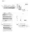 Fig. 04 - Human autoantibodies specific for PAD3 which are cross-reactive with PAD4 and their use in the diagnosis and treatment of rheumatoid arthritis and related diseases