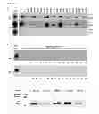 Fig. 06 - Human autoantibodies specific for PAD3 which are cross-reactive with PAD4 and their use in the diagnosis and treatment of rheumatoid arthritis and related diseases