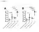 Fig. 10 - Human autoantibodies specific for PAD3 which are cross-reactive with PAD4 and their use in the diagnosis and treatment of rheumatoid arthritis and related diseases