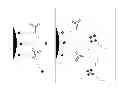 Fig. 01 - MOLECULAR ARCHITECTURE ON MAGNETIC PARTICLES FOR AFFINITY ASSAYS WITH LOW NON-SPECIFIC BINDING