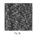 Fig. 02 - Platform comprising an organic field-effect transistor for biological and medical applications
