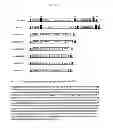Fig. 02 - METHODS OF PROTEIN PRODUCTION AND COMPOSITIONS THEREOF