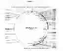 Fig. 33 - METHODS OF PROTEIN PRODUCTION AND COMPOSITIONS THEREOF