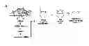 Fig. 01 - WISE/SOST NUCLEIC ACID SEQUENCES AND AMINO ACID SEQUENCES