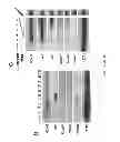 Fig. 03 - WISE/SOST NUCLEIC ACID SEQUENCES AND AMINO ACID SEQUENCES