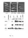 Fig. 09 - WISE/SOST NUCLEIC ACID SEQUENCES AND AMINO ACID SEQUENCES