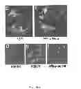 Fig. 10 - WISE/SOST NUCLEIC ACID SEQUENCES AND AMINO ACID SEQUENCES