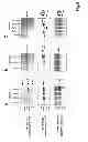 Fig. 11 - WISE/SOST NUCLEIC ACID SEQUENCES AND AMINO ACID SEQUENCES
