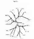 Fig. 14 - WISE/SOST NUCLEIC ACID SEQUENCES AND AMINO ACID SEQUENCES