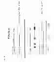 Fig. 16 - WISE/SOST NUCLEIC ACID SEQUENCES AND AMINO ACID SEQUENCES