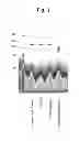 Fig. 04 - Mutant β-glucosidase, enzyme composition for decomposing biomass, and method of producing sugar solution