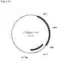 Fig. 193 - Methods of producing isoprene and a co-product