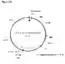 Fig. 206 - Methods of producing isoprene and a co-product