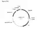 Fig. 269 - Methods of producing isoprene and a co-product