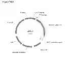 Fig. 276 - Methods of producing isoprene and a co-product