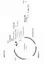 Fig. 296 - Methods of producing isoprene and a co-product