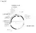 Fig. 344 - Methods of producing isoprene and a co-product
