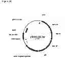 Fig. 59 - Methods of producing isoprene and a co-product
