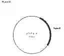 Fig. 77 - Methods of producing isoprene and a co-product