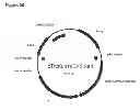 Fig. 85 - Methods of producing isoprene and a co-product