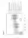 Fig. 10 - Fractionation of charged polysaccharide