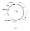 Fig. 06 - Pentose fermentation by a recombinant microorganism
