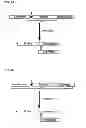 Fig. 06 - Degradable clostridial toxins