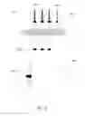 Fig. 30 - Instruments for biological sample-to-answer devices