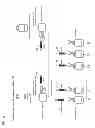 Fig. 09 - METHOD FOR PREPARATION OF ANTIGEN-SPECIFIC CYTOTOXIC T LYMPHOCYTES