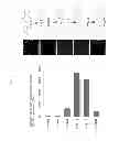 Fig. 04 - Method for promoting differentiation of pluripotent stem cells into cardiac muscle cells