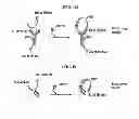 Fig. 02 - METHOD FOR DETECTION OF ANTIGEN USING FLUORESCENCE RESONANCE ENERGY TRANSFER IMMUNOASSAY