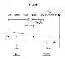 Fig. 07 - Planetary gear train of automatic transmission for vehicles