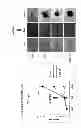 Fig. 07 - Method for Inducing Dormancy of Cancer Tissue-Derived Cell Mass and Method for Evaluating Treating Means with the Use of Cancer-Tissue-Derived Cell Mass