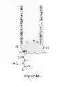 Fig. 14 - Synthetic Antibodies