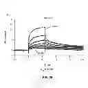 Fig. 18 - Synthetic Antibodies
