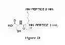 Fig. 19 - Synthetic Antibodies