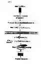 Fig. 02 - Multiple interferon and virus response element cell-based fluorescence system