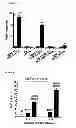 Fig. 04 - Multiple interferon and virus response element cell-based fluorescence system