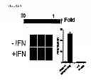 Fig. 07 - Multiple interferon and virus response element cell-based fluorescence system