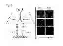 Fig. 07 - Encoded self-assembling chemical libraries (esachel)