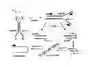 Fig. 08 - Encoded self-assembling chemical libraries (esachel)