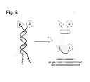 Fig. 09 - Encoded self-assembling chemical libraries (esachel)