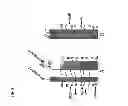 Fig. 06 - INTEGRASE COFACTOR
