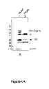 Fig. 07 - INTEGRASE COFACTOR