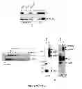 Fig. 09 - INTEGRASE COFACTOR