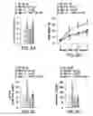 Fig. 11 - Undercarboxylated/uncarboxylated osteocalcin increases beta-cell proliferation, insulin secretion, insulin sensitivity, glucose tolerance and decreases fat mass