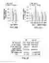 Fig. 22 - Undercarboxylated/uncarboxylated osteocalcin increases beta-cell proliferation, insulin secretion, insulin sensitivity, glucose tolerance and decreases fat mass