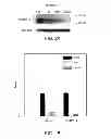 Fig. 03 - Methods for promoting neuronal outgrowth by insulin-like growth factor binding protein-like 1 (IGFBPL-1) in glaucoma or leber's optic neuropathy