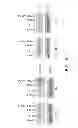 Fig. 19 - Methods for promoting neuronal outgrowth by insulin-like growth factor binding protein-like 1 (IGFBPL-1) in glaucoma or leber's optic neuropathy