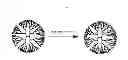 Fig. 44 - Dendrimer conjugates